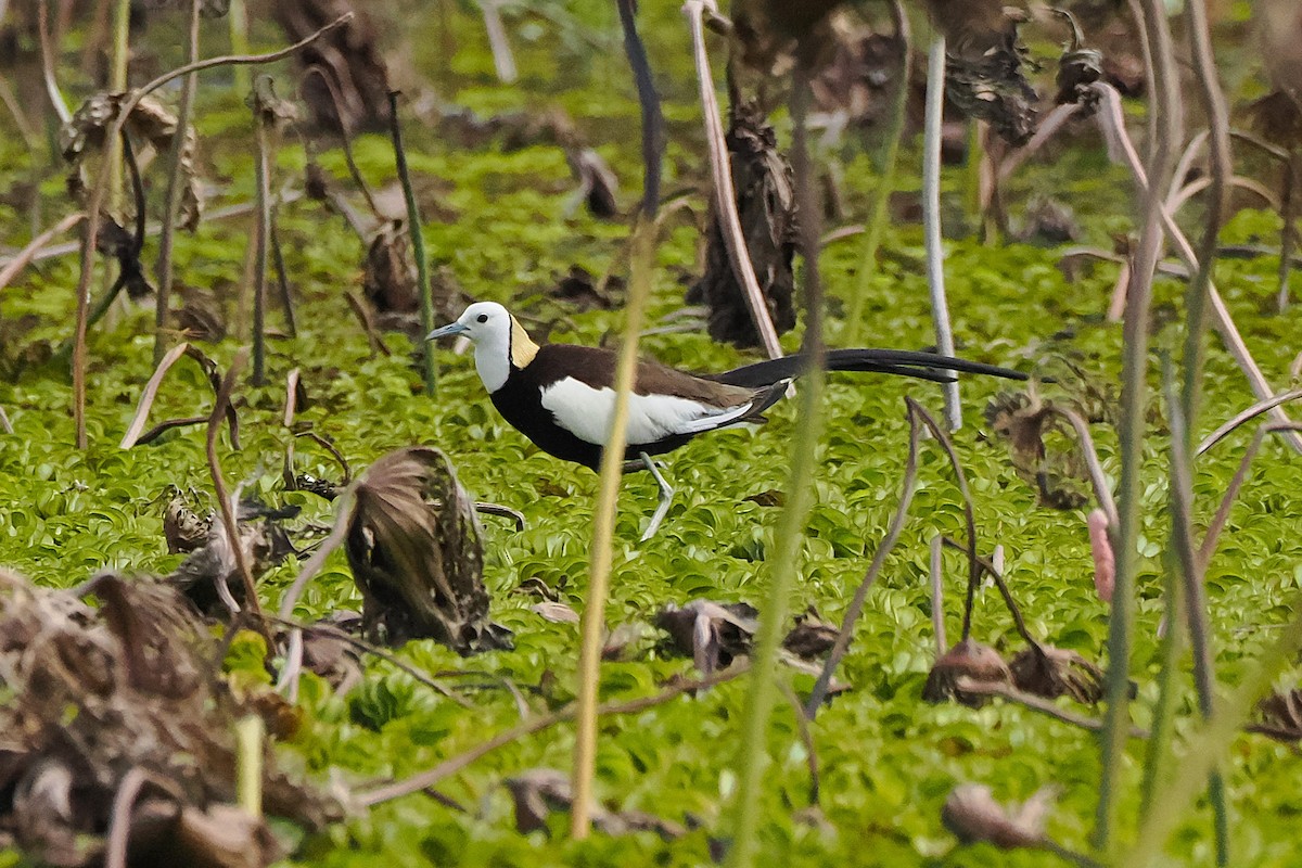 Pheasant-tailed Jacana - ML641228204