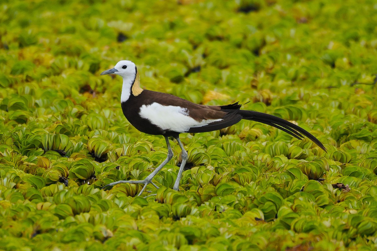 Pheasant-tailed Jacana - ML641228205