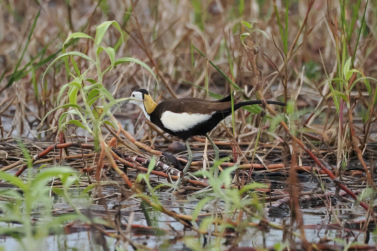 Pheasant-tailed Jacana - ML641228206
