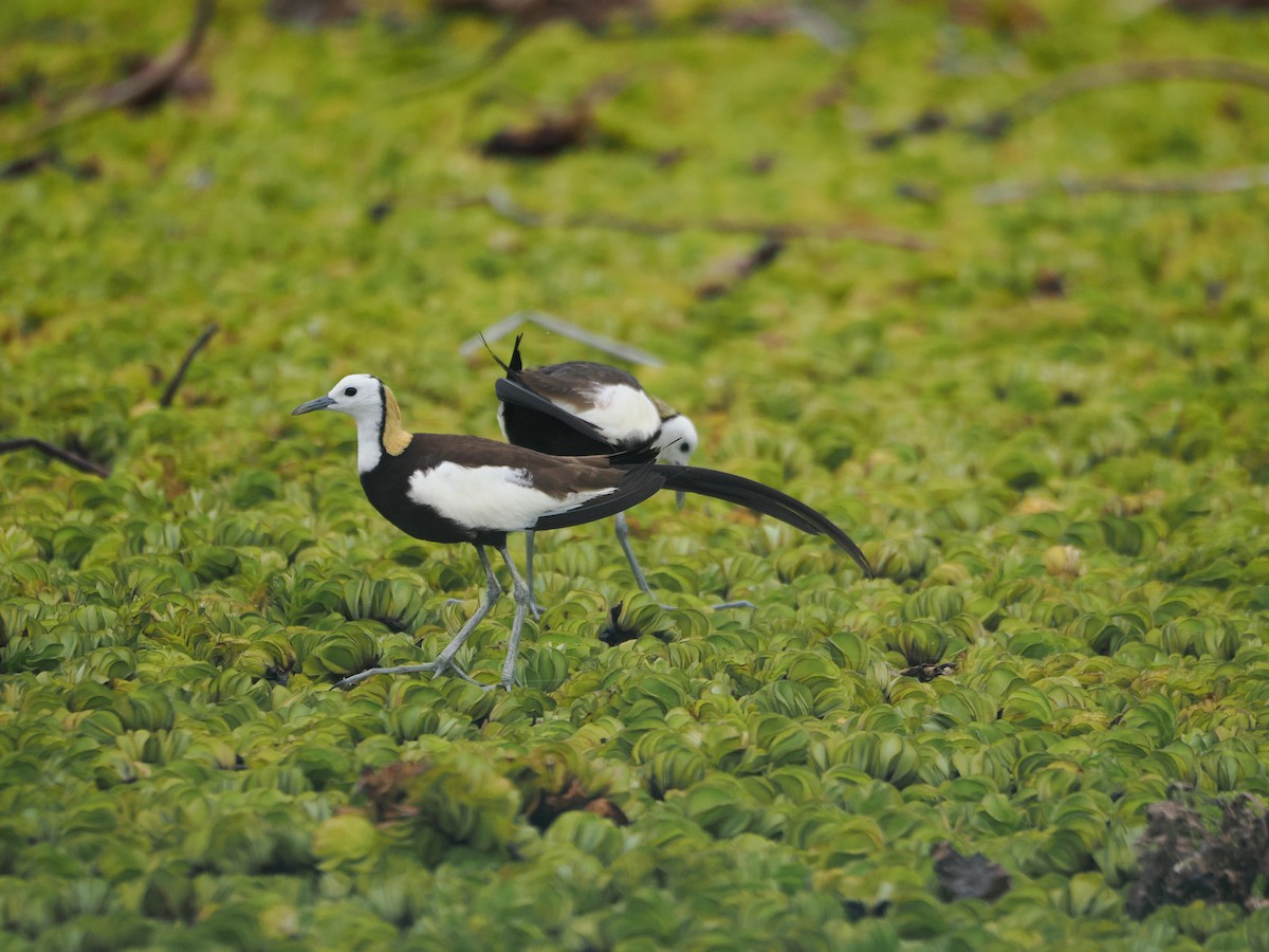 Pheasant-tailed Jacana - ML641228207