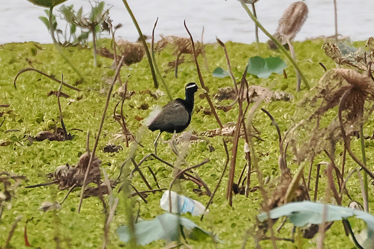 Bronze-winged Jacana - ML641228220