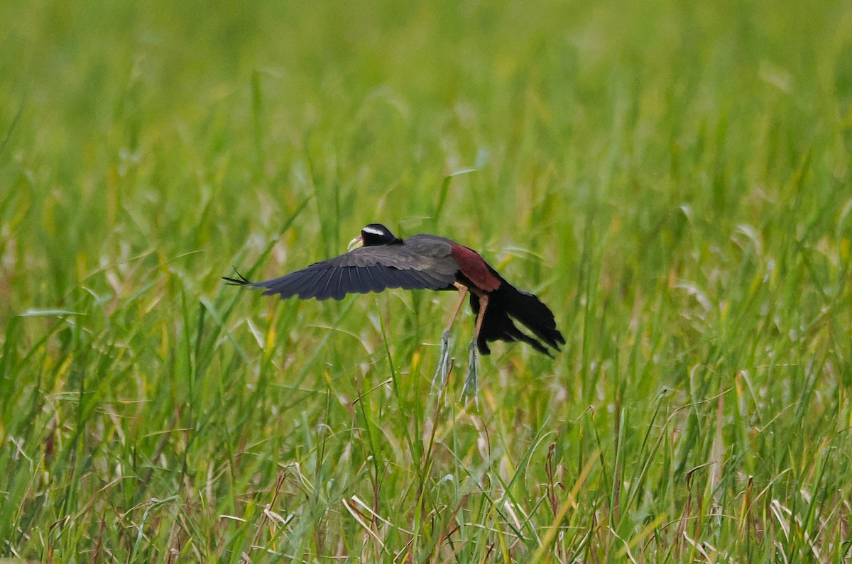 Bronze-winged Jacana - ML641228222