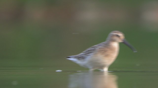 Correlimos Zarapitín - ML641228225