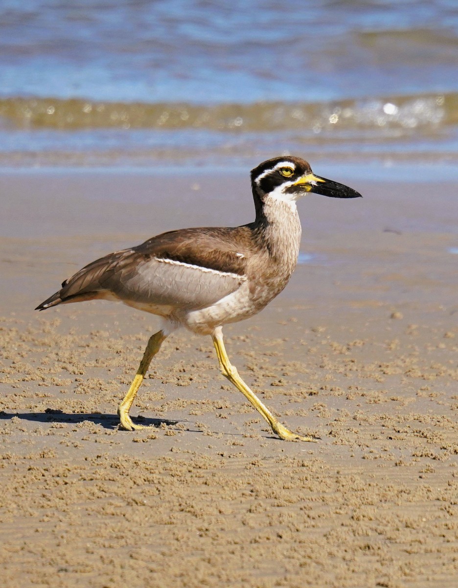 Beach Thick-knee - ML641228271