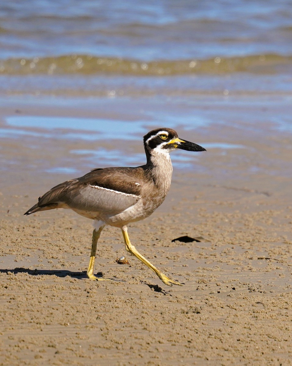 Beach Thick-knee - ML641228299