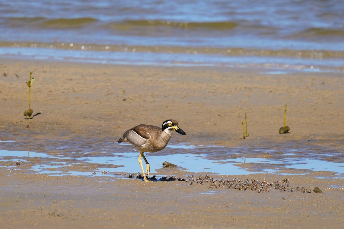 Beach Thick-knee - ML641228324