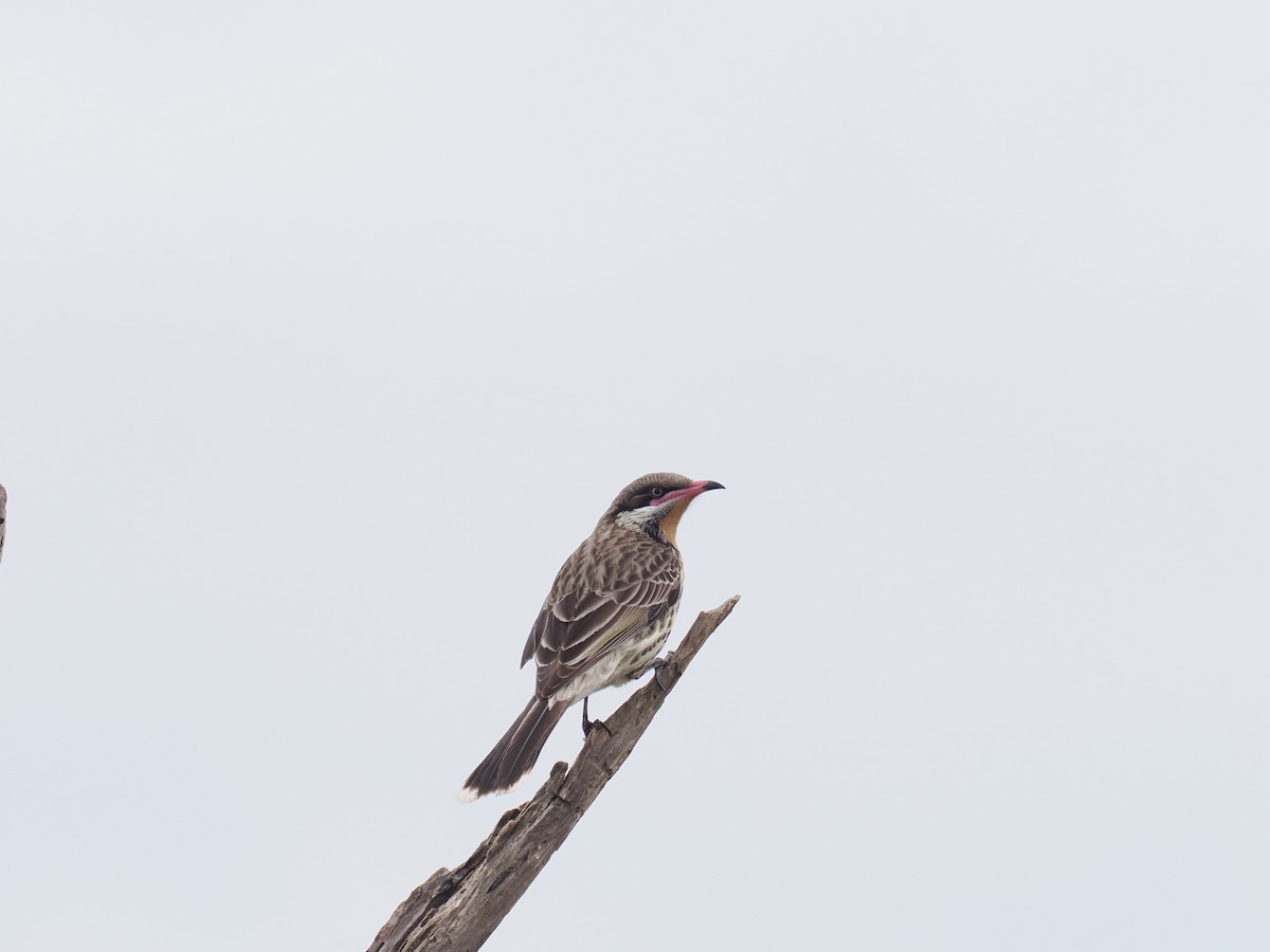 Spiny-cheeked Honeyeater - ML641228410