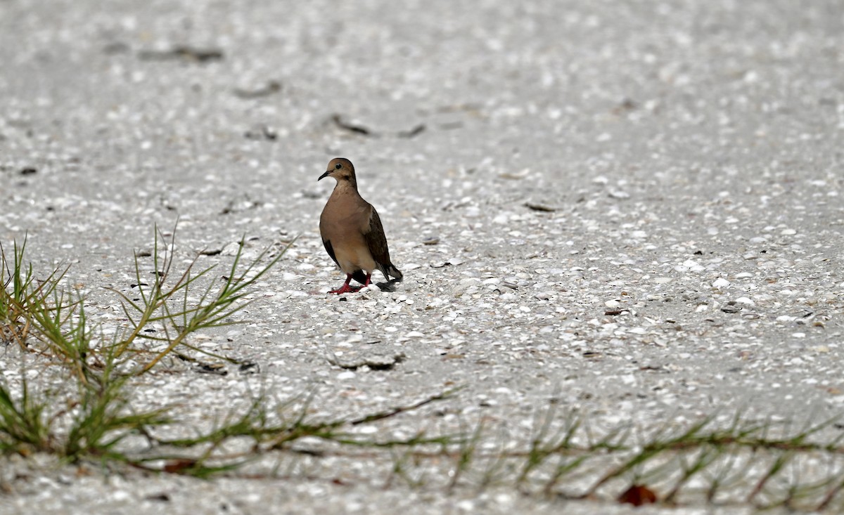 Mourning Dove - ML641228443