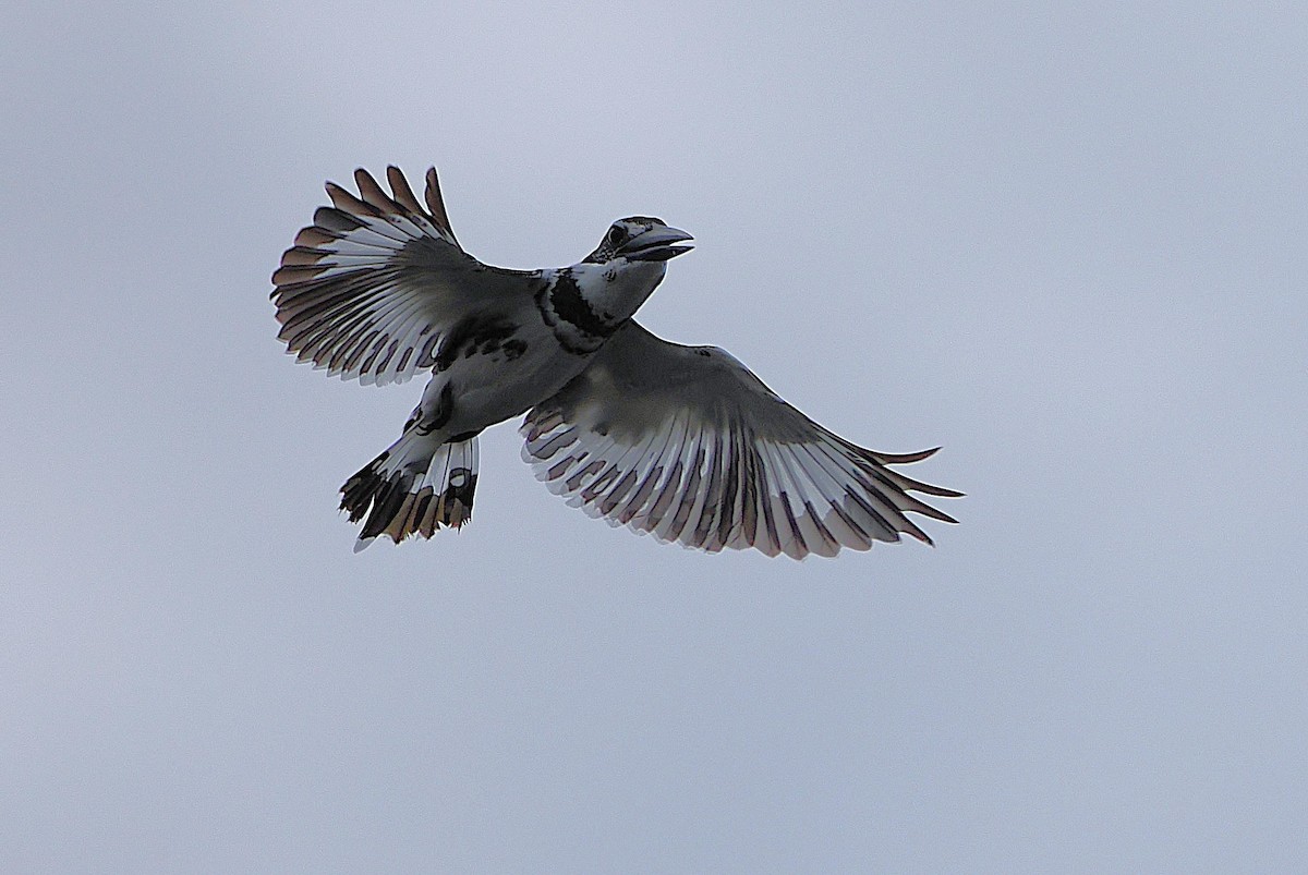 Pied Kingfisher - ML641228446