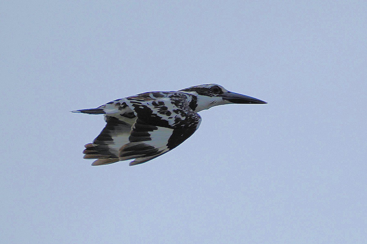 Pied Kingfisher - ML641228448