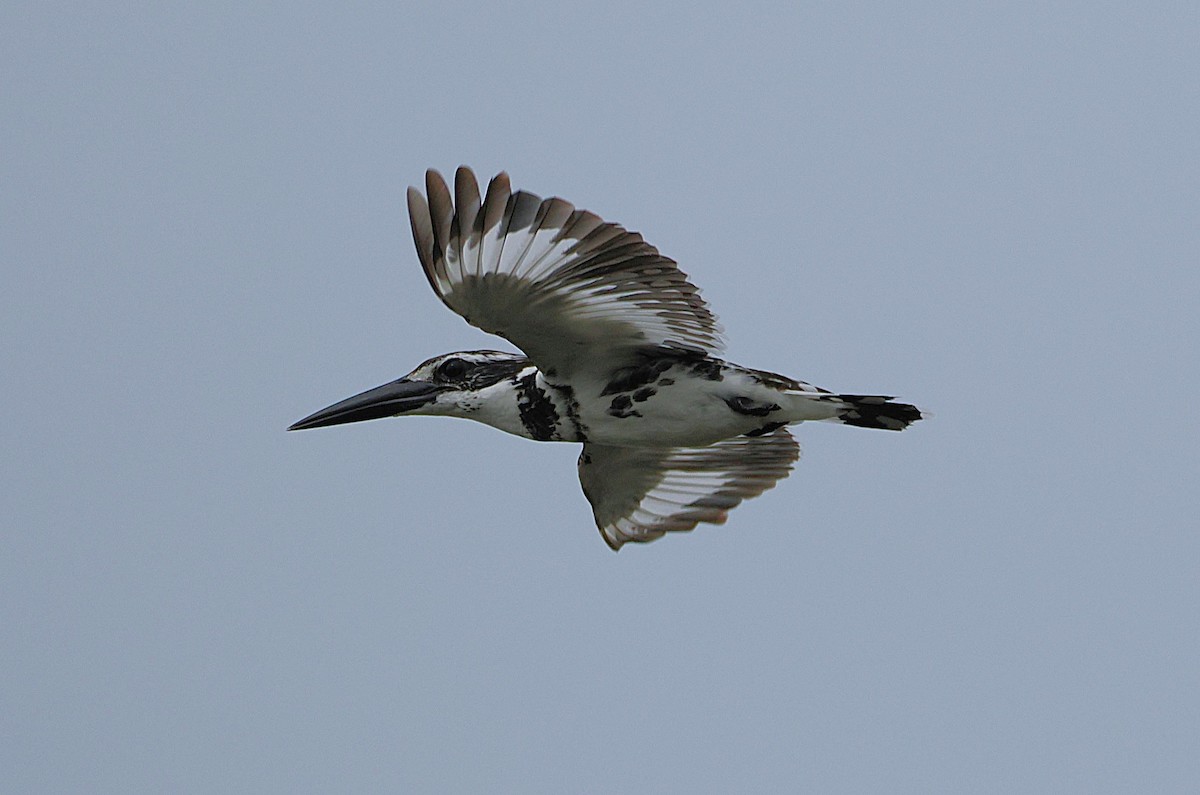 Pied Kingfisher - ML641228449