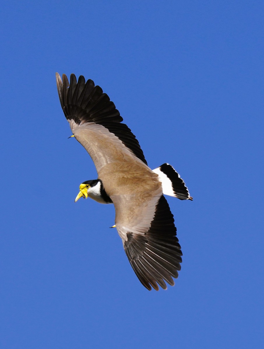 Masked Lapwing - ML641228451