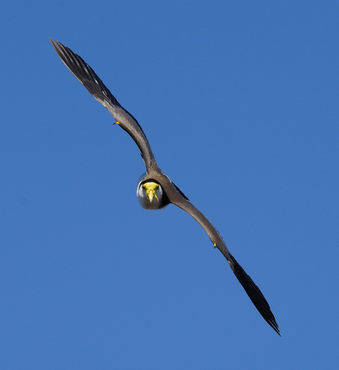 Masked Lapwing - ML641228453