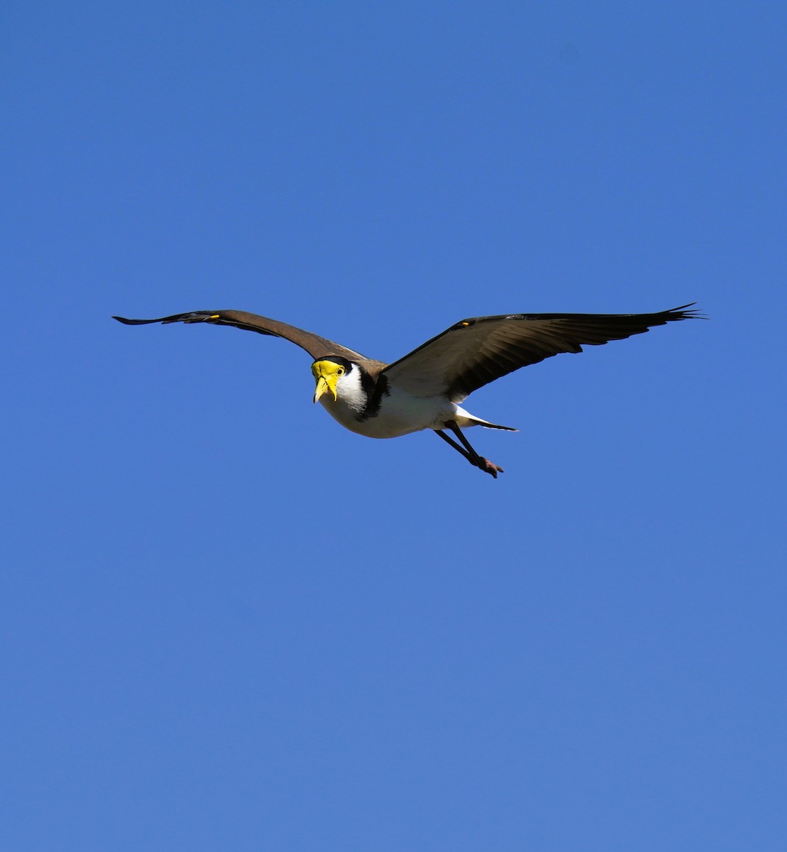 Masked Lapwing - ML641228454