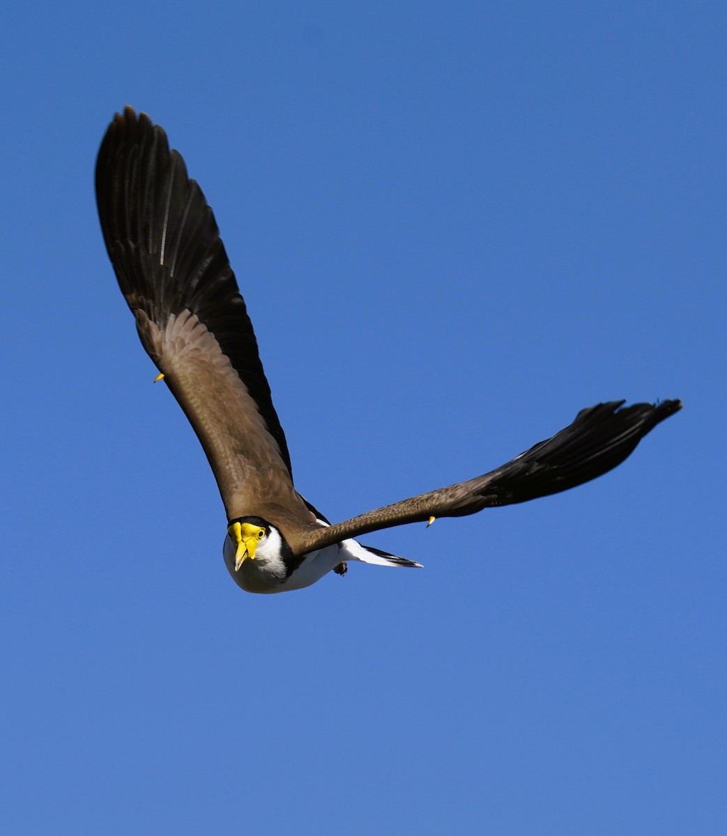 Masked Lapwing - ML641228461