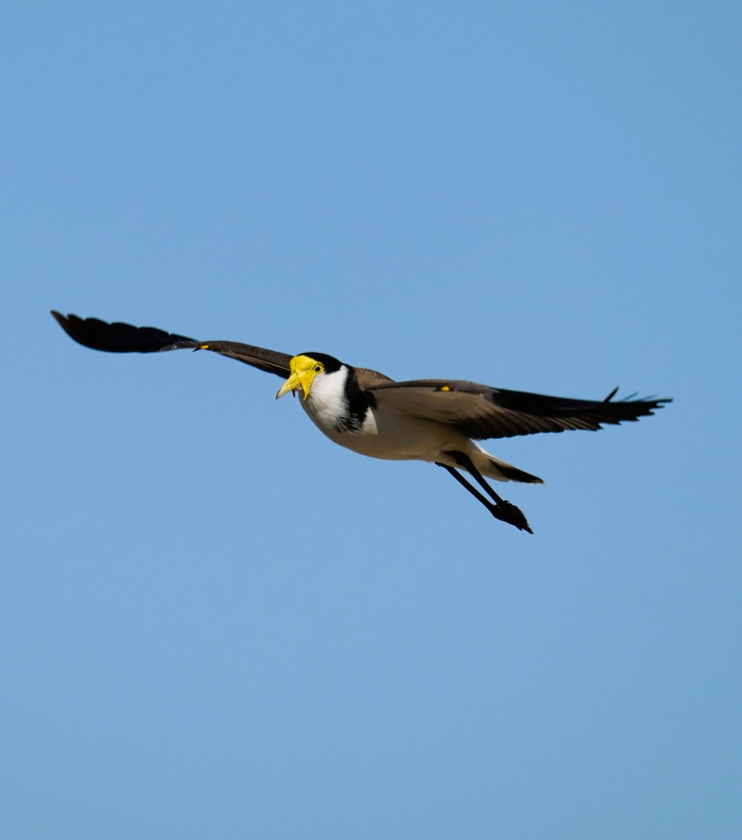 Masked Lapwing - ML641228468