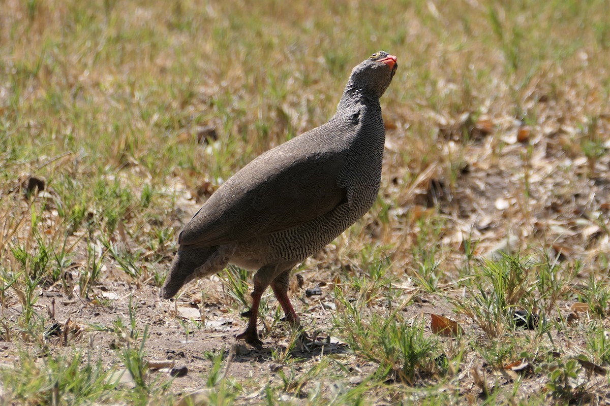 Red-billed Spurfowl - ML641228471