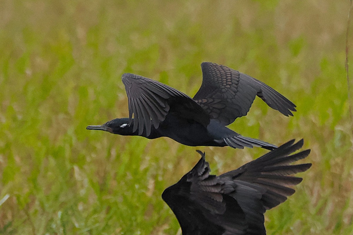 Indian Cormorant - ML641228474