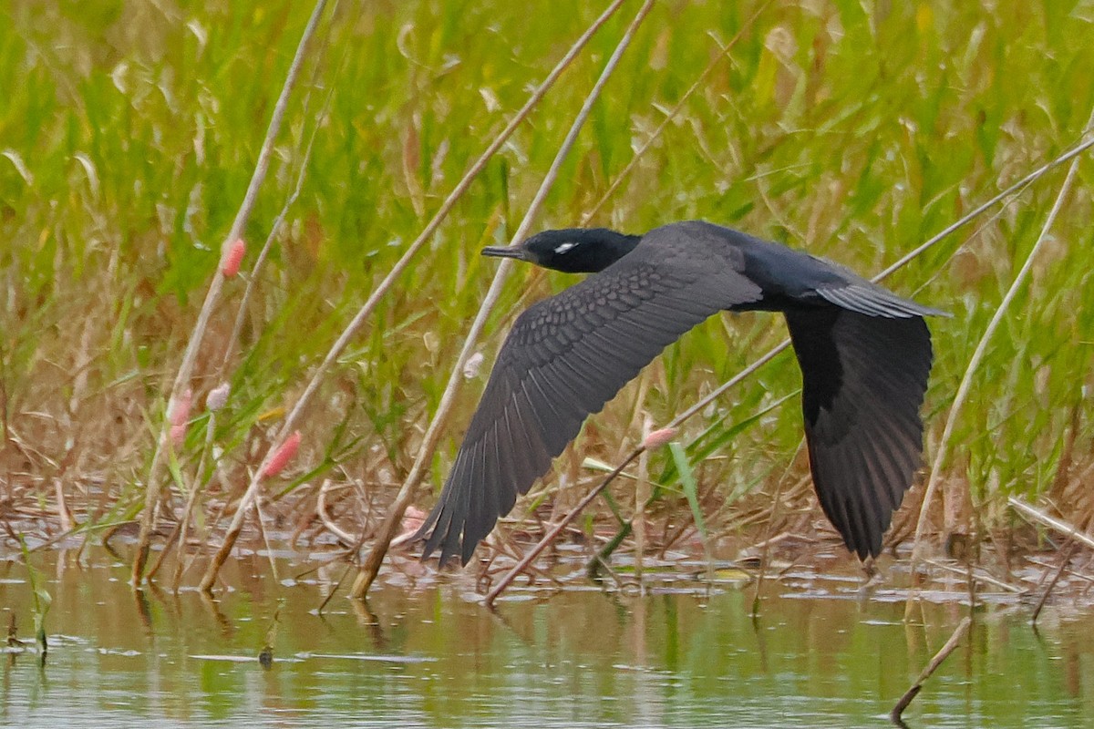 Indian Cormorant - ML641228475