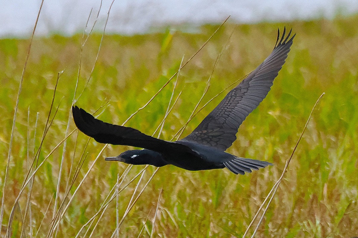 Indian Cormorant - ML641228476