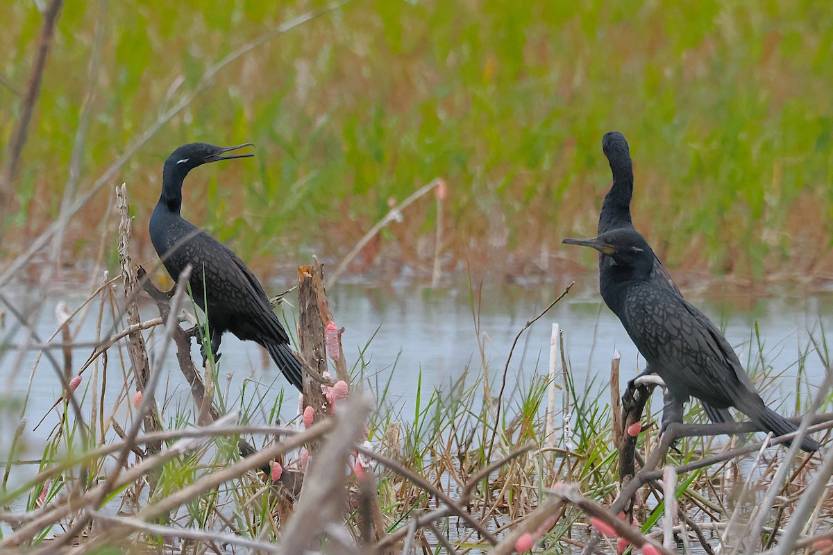 Indian Cormorant - ML641228477