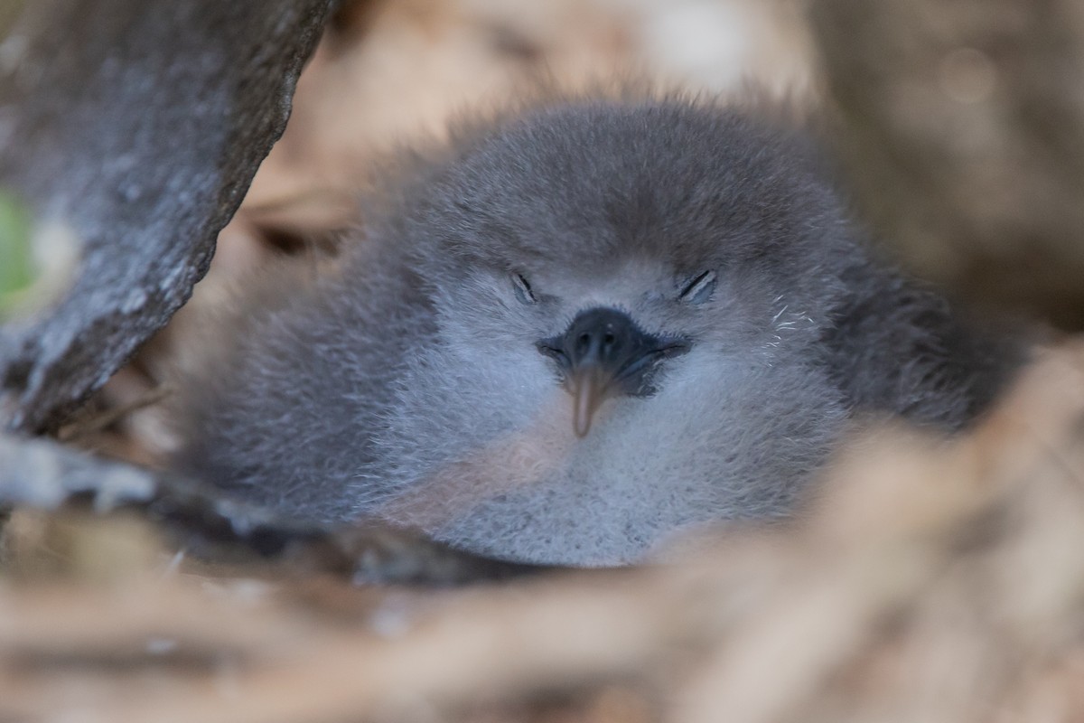 Wedge-tailed Shearwater - ML641228543