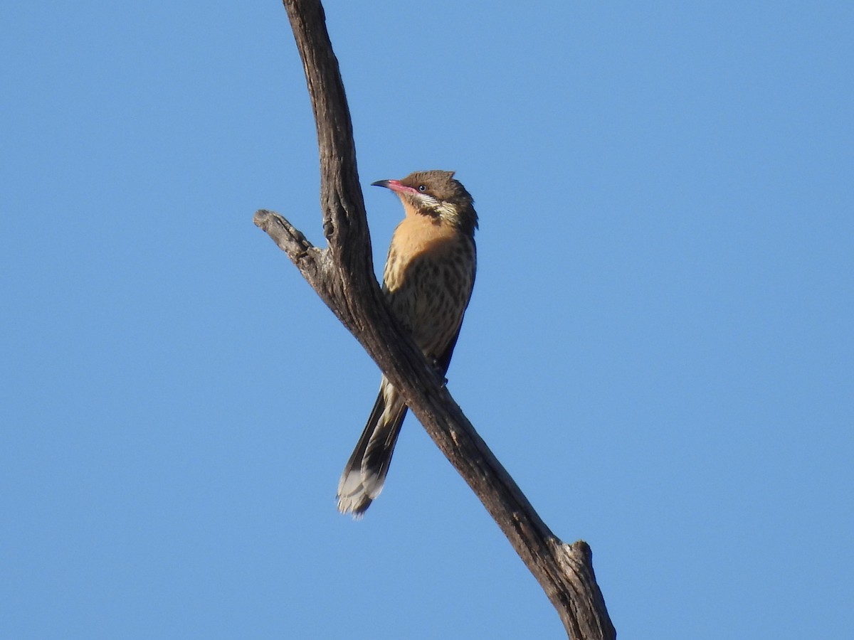 Spiny-cheeked Honeyeater - ML641228559