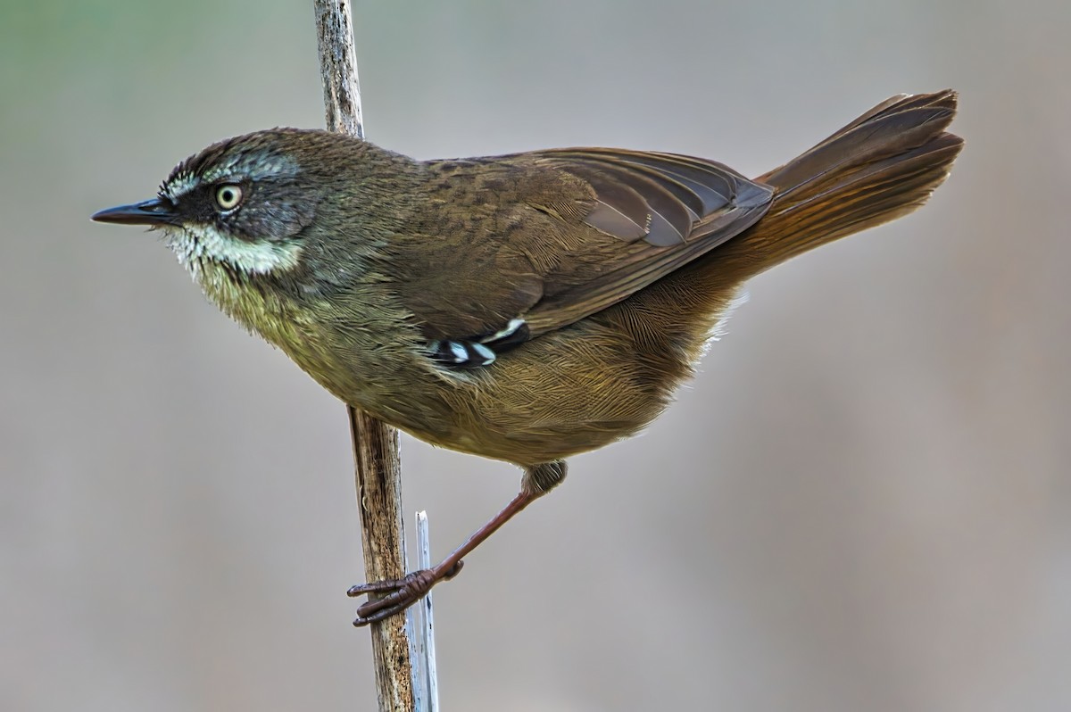 White-browed Scrubwren (White-browed) - ML641228571