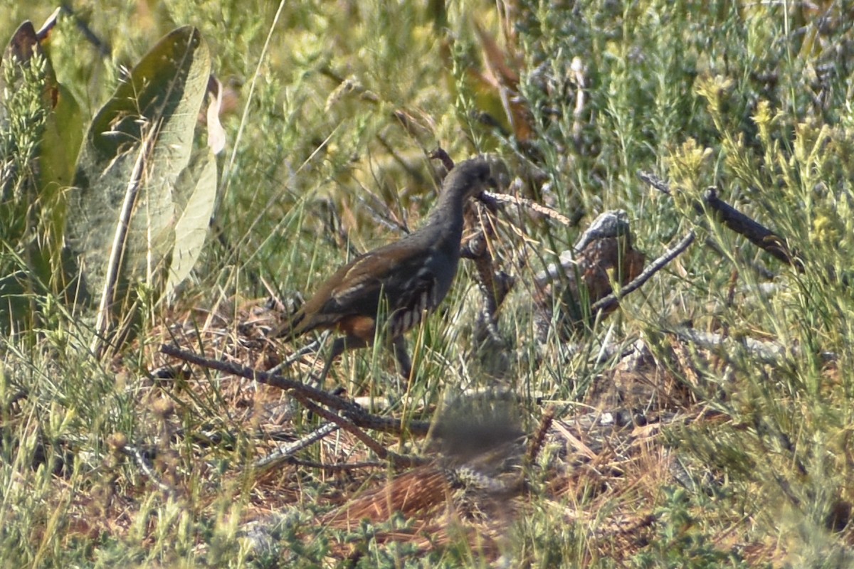 Mountain Quail - ML641228578