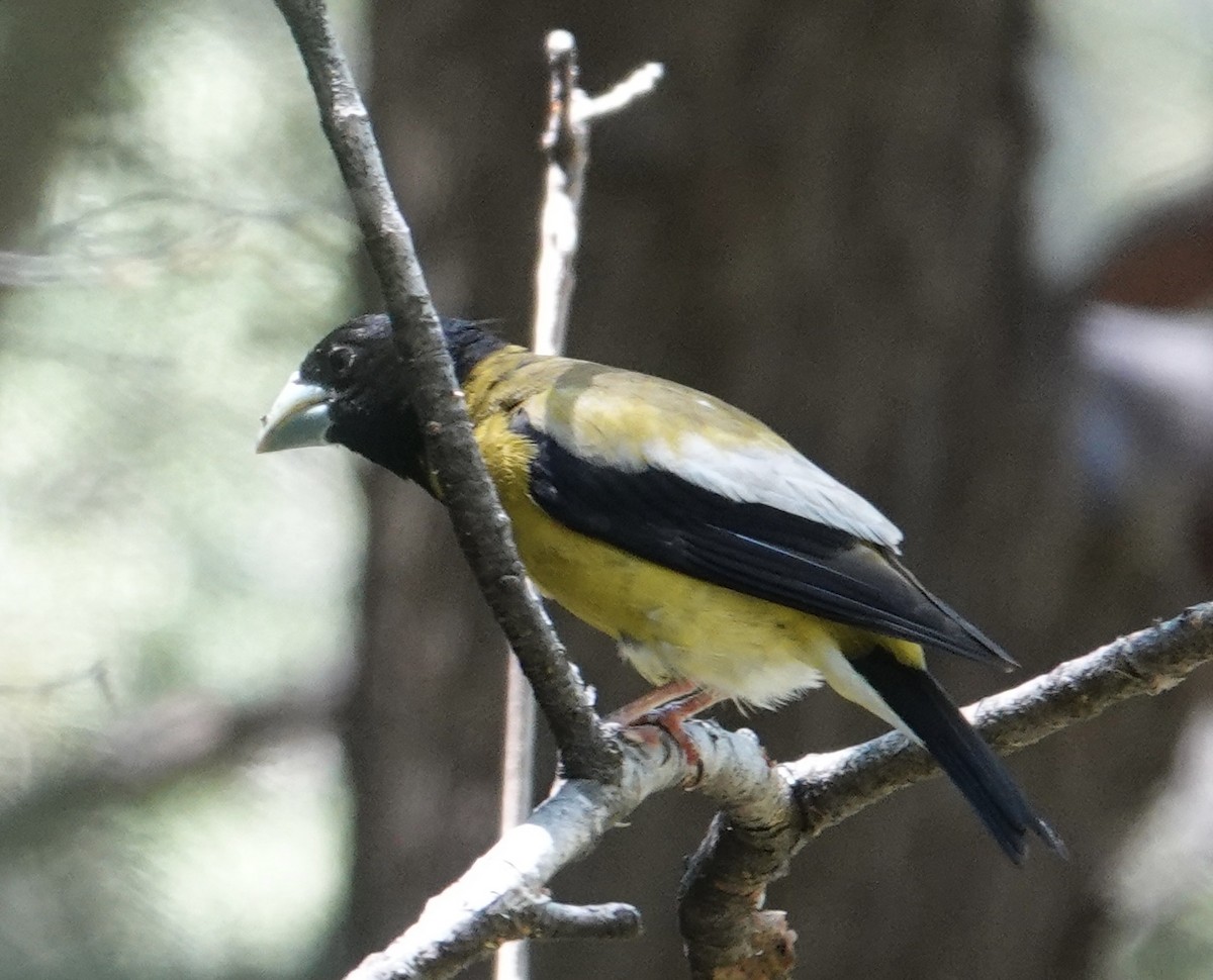 Hooded Grosbeak - ML641228584