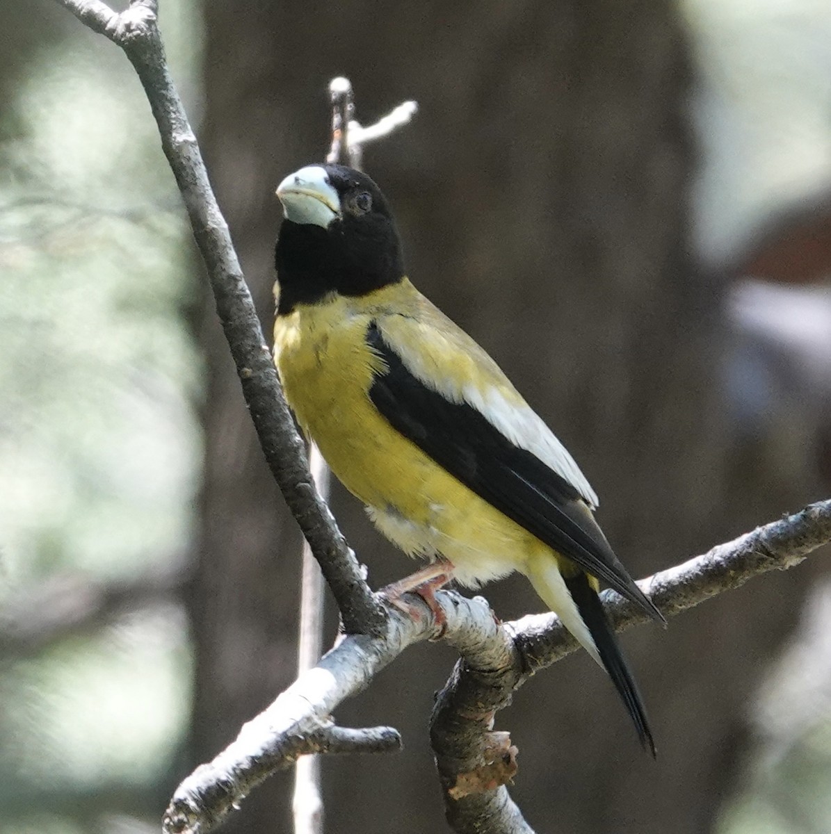 Hooded Grosbeak - ML641228585