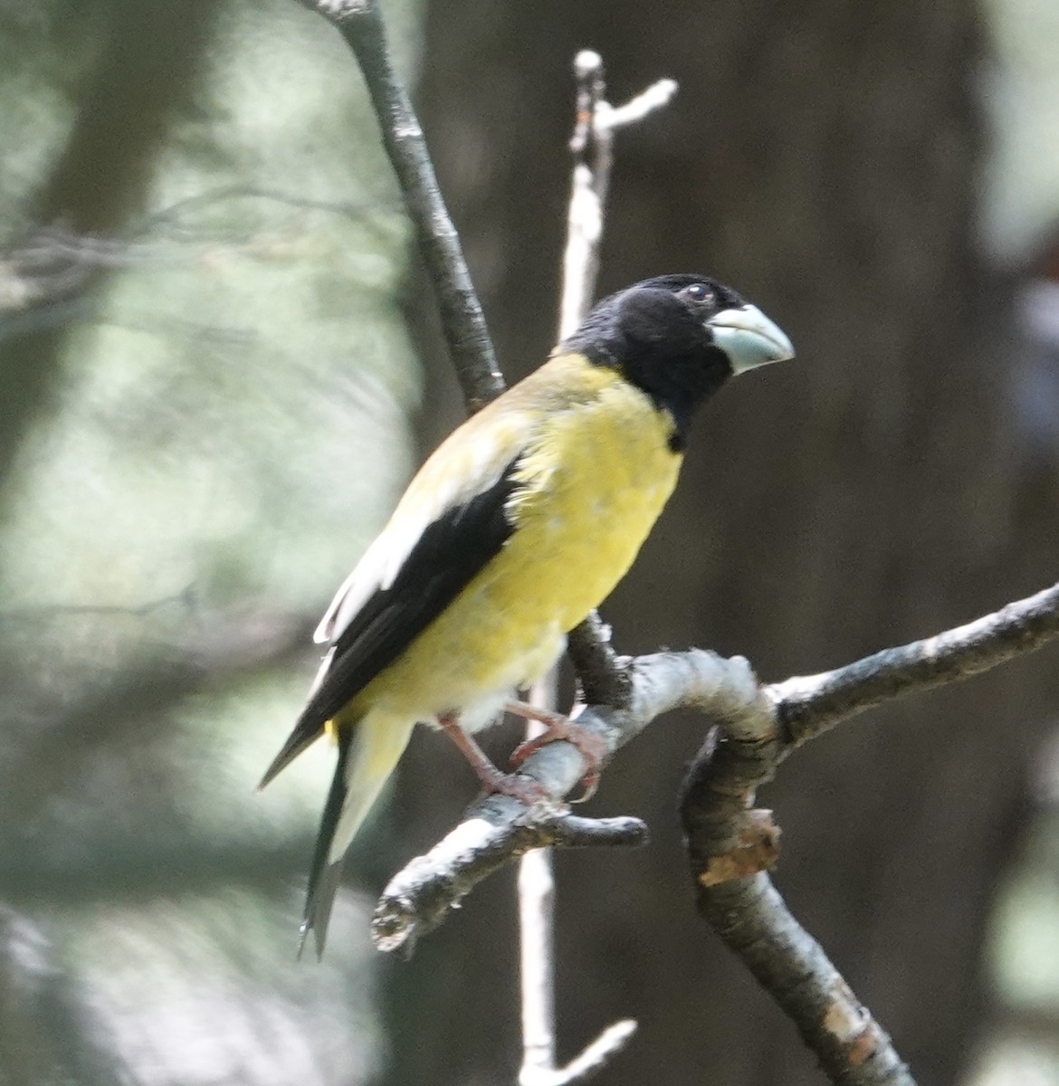 Hooded Grosbeak - ML641228586