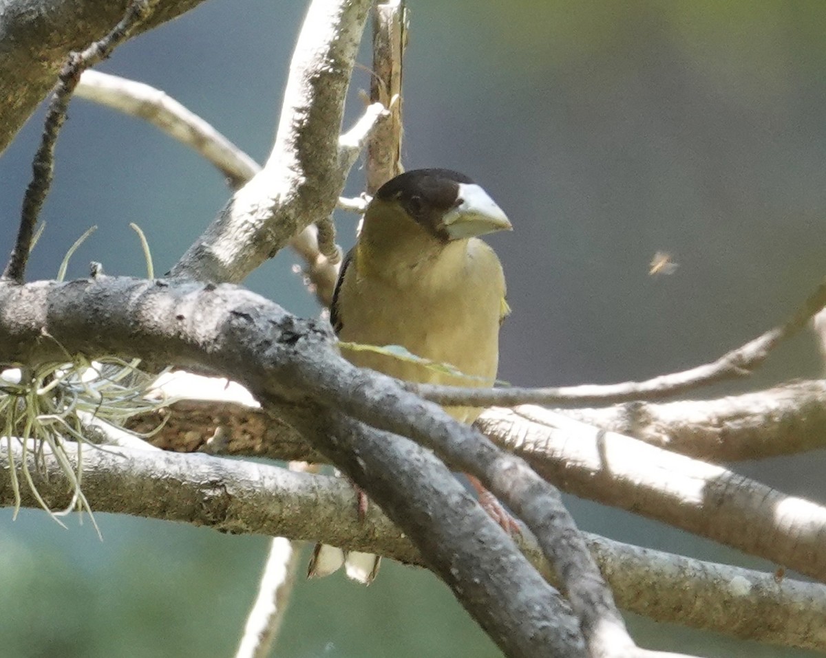 Hooded Grosbeak - ML641228587