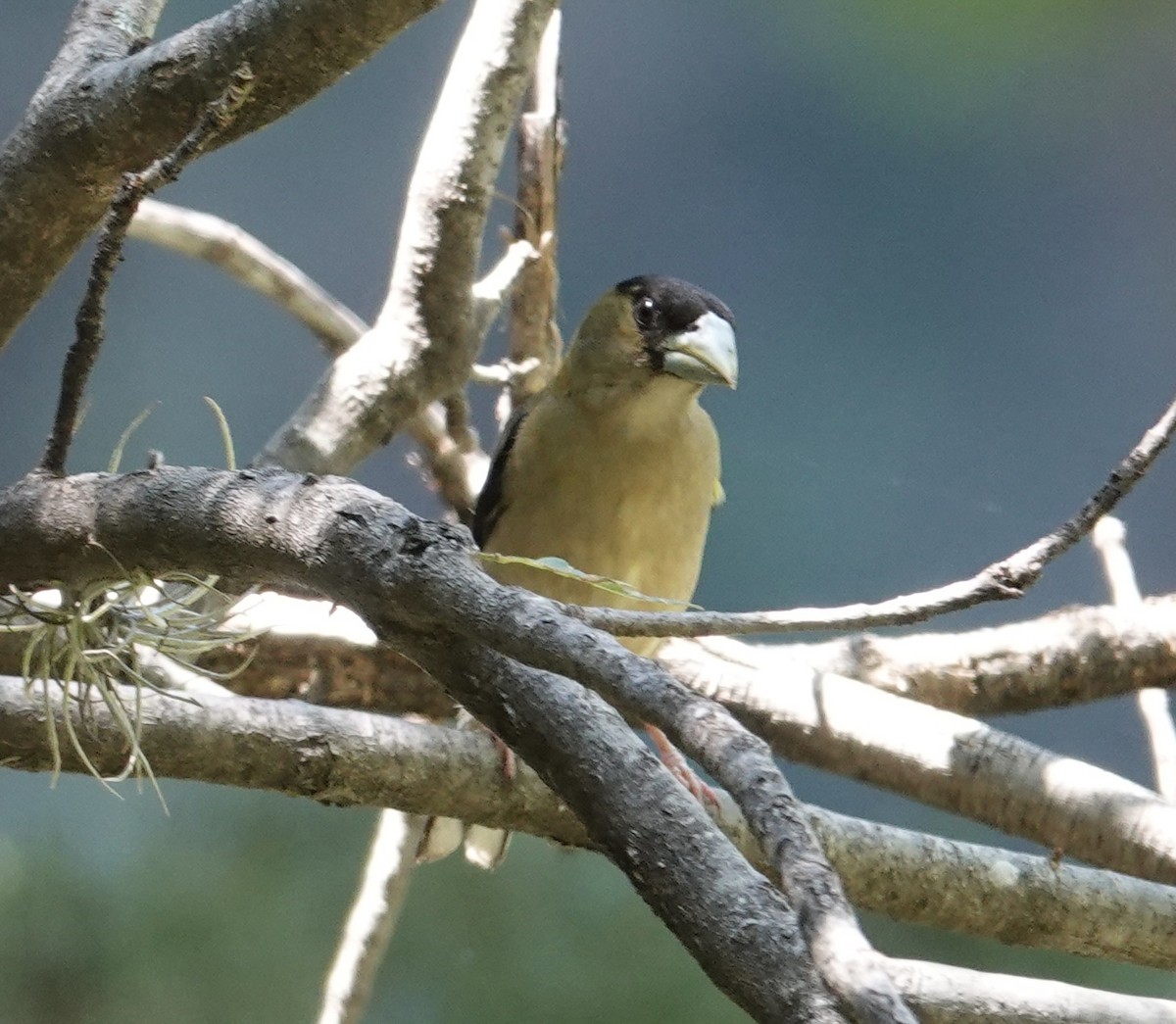 Hooded Grosbeak - ML641228588