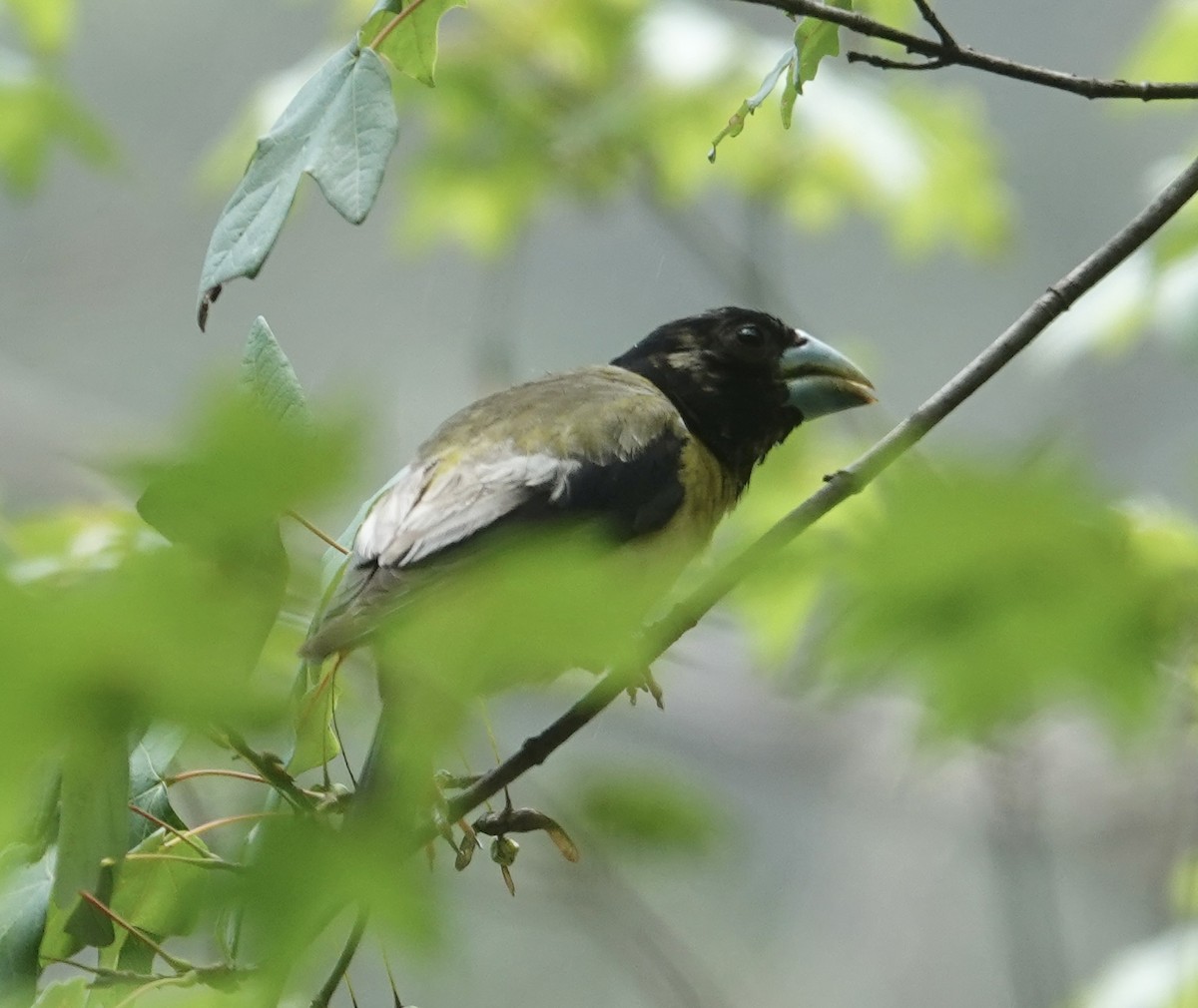 Hooded Grosbeak - ML641228590
