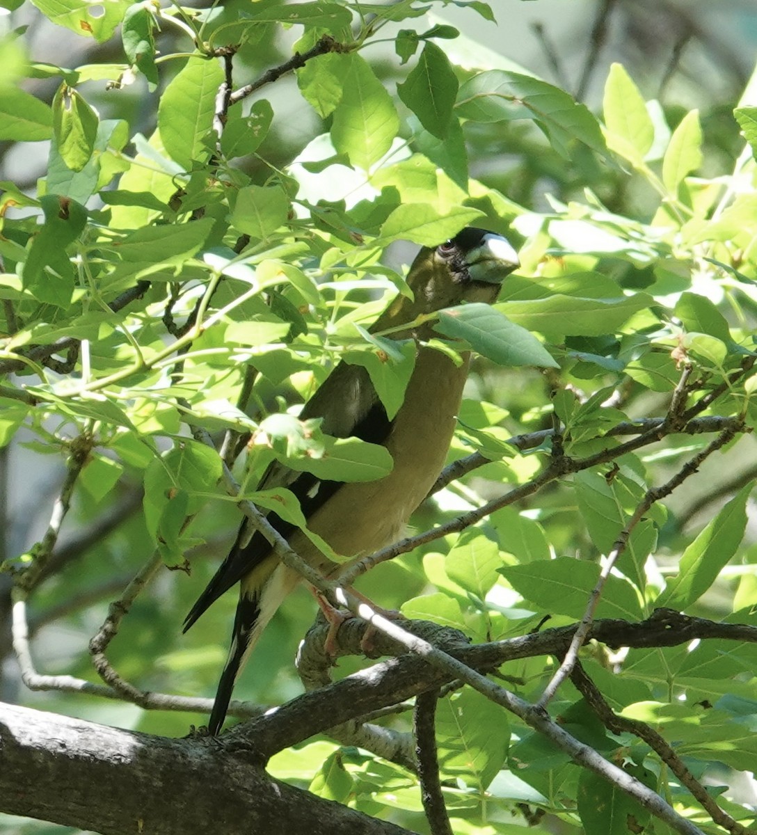 Hooded Grosbeak - ML641228593