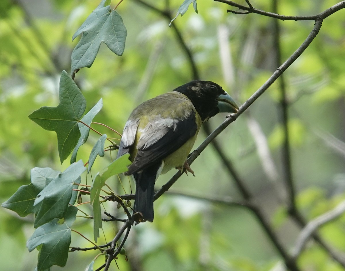 Hooded Grosbeak - ML641228594