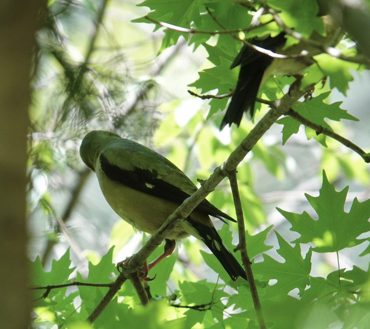 Hooded Grosbeak - ML641228598