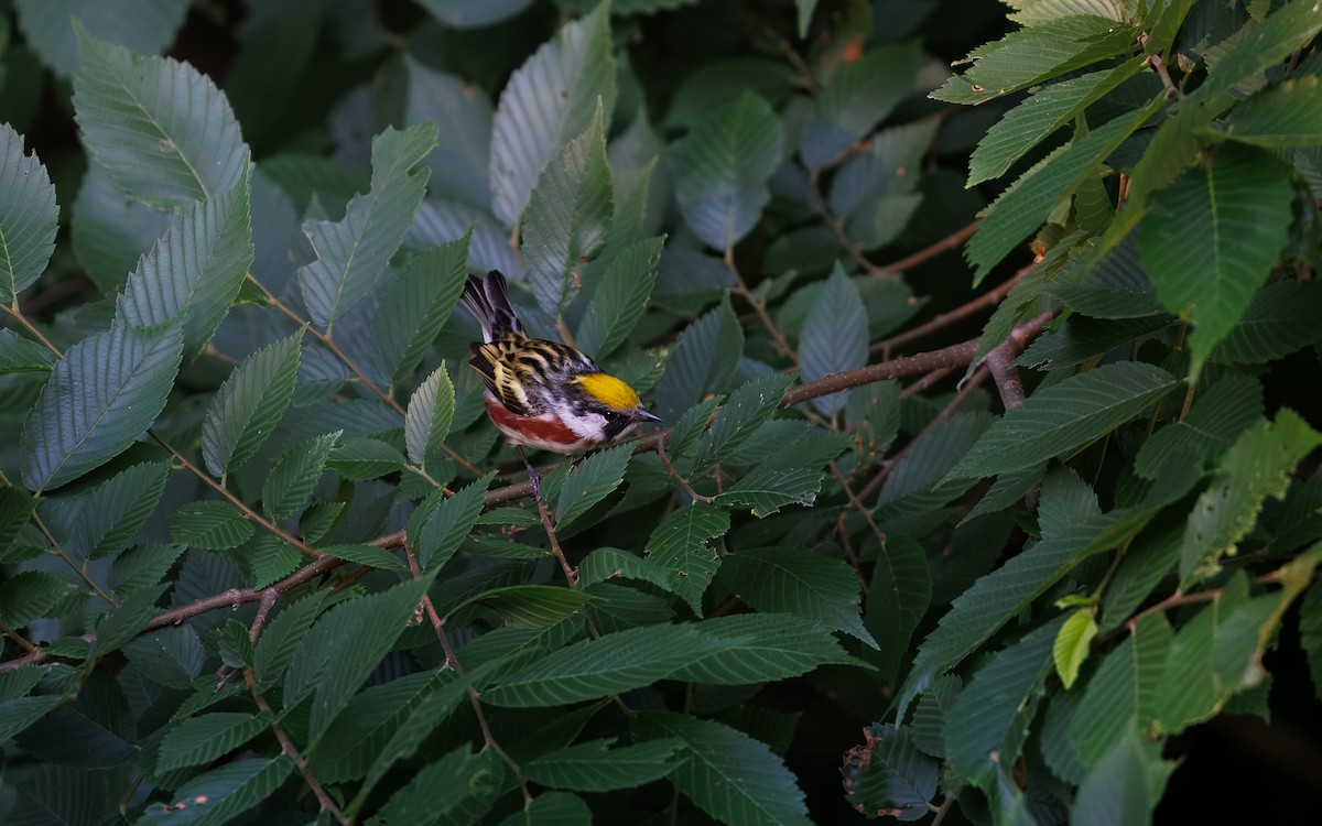 Chestnut-sided Warbler - ML641228606