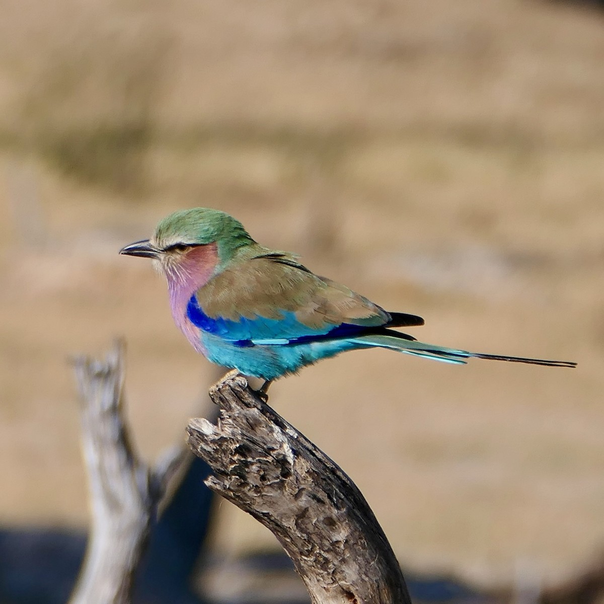 Lilac-breasted Roller - ML641228609