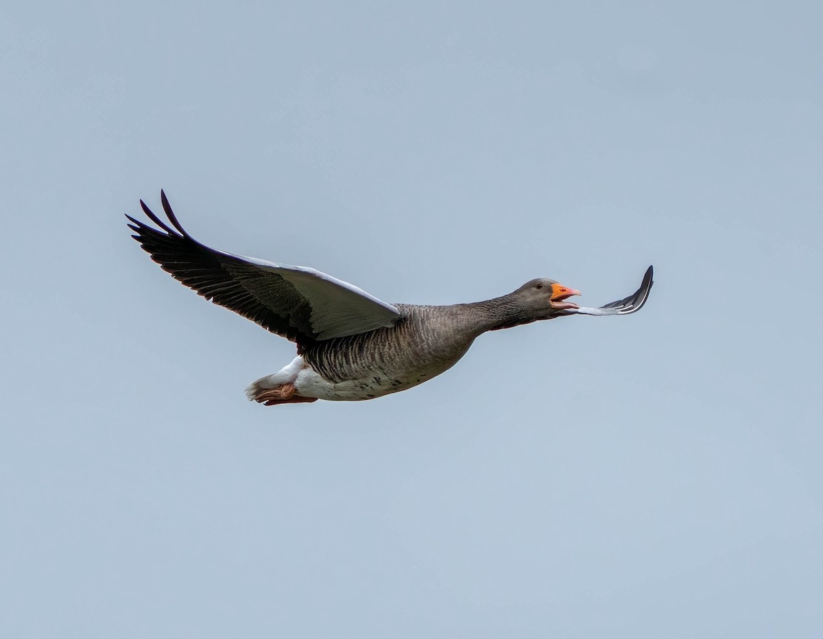 Graylag Goose - ML641228632
