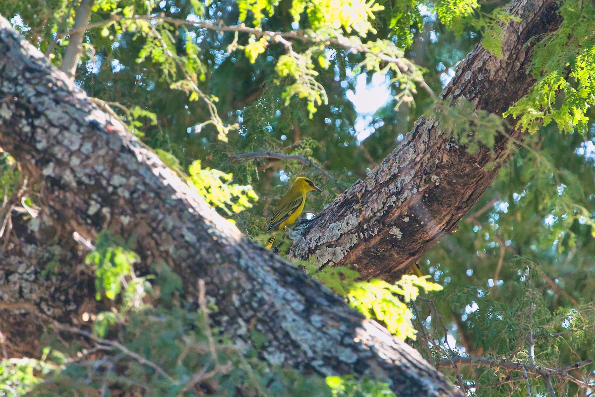 African Golden Oriole - ML641228635