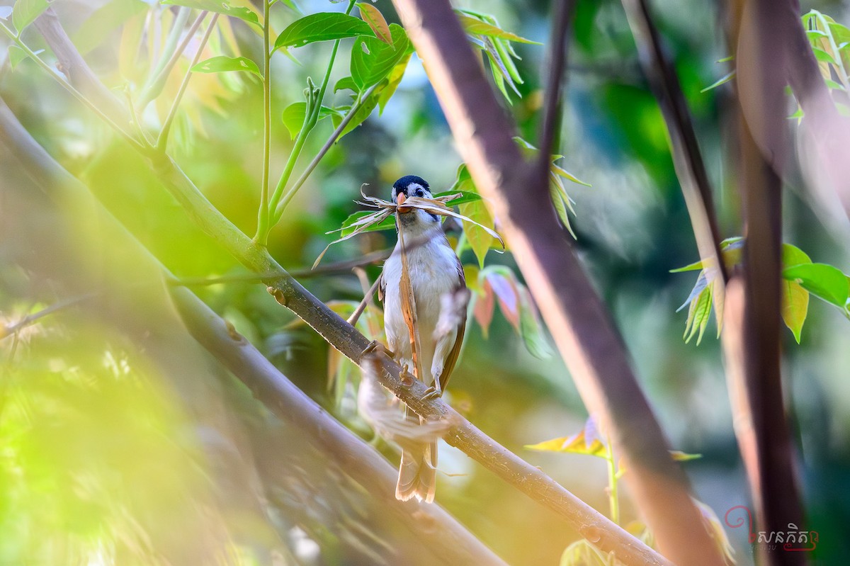 Black-headed Parrotbill - ML641228639
