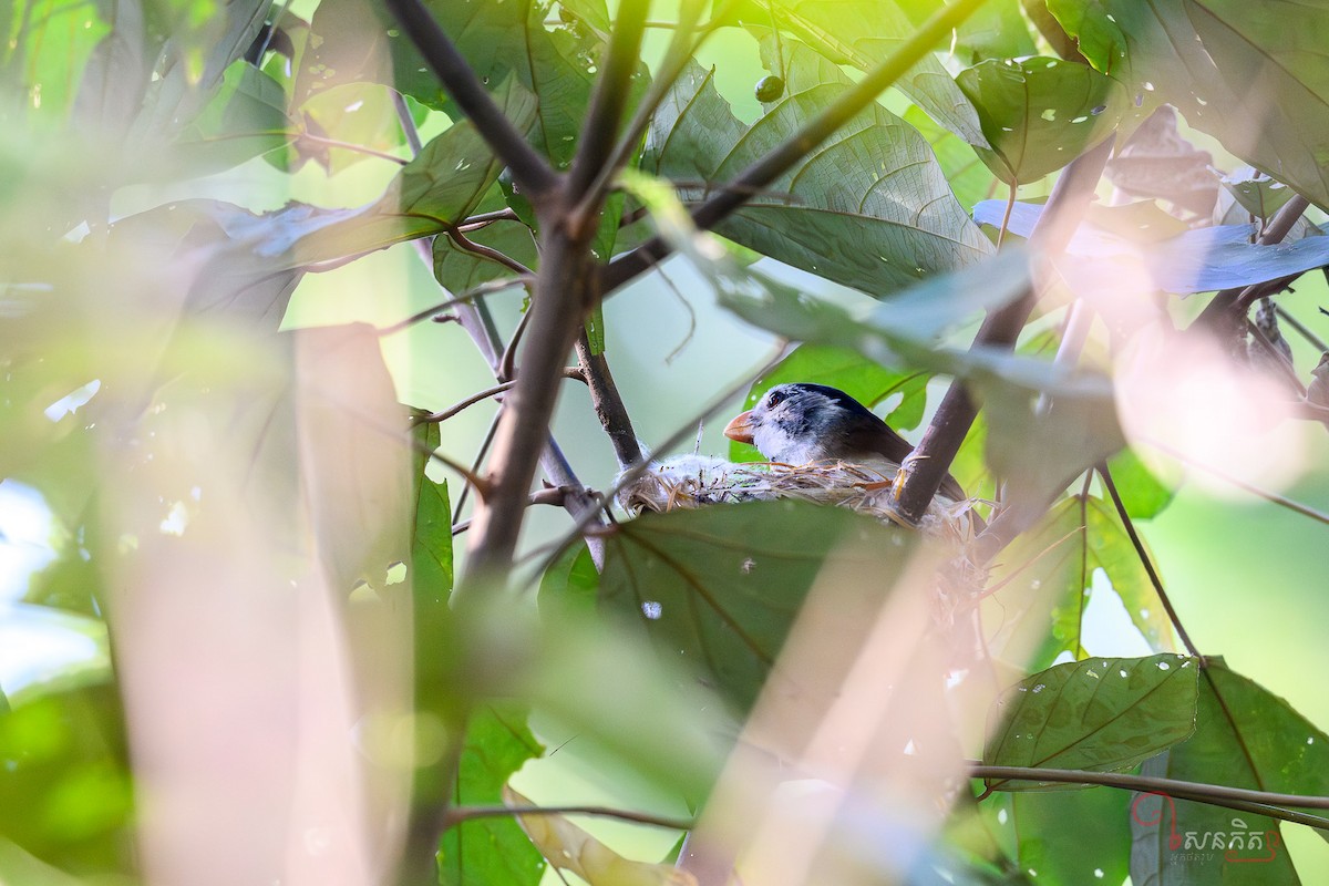 Black-headed Parrotbill - ML641228640
