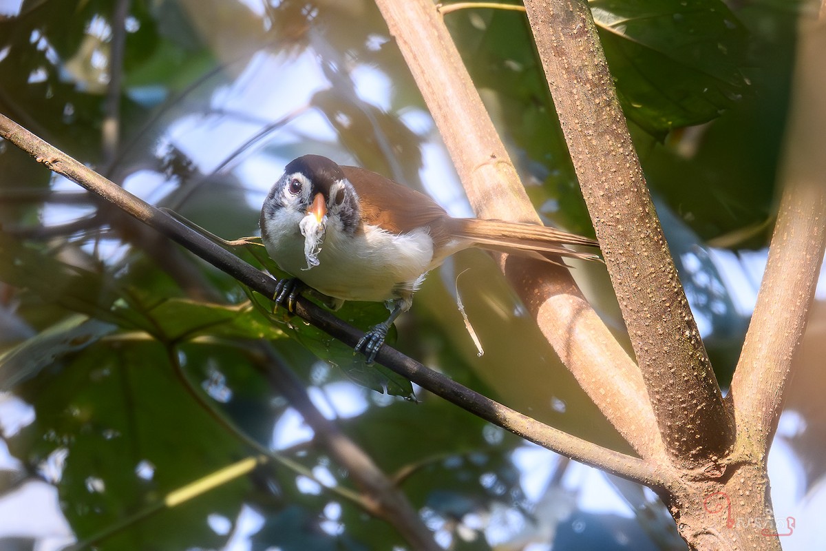 Black-headed Parrotbill - ML641228641