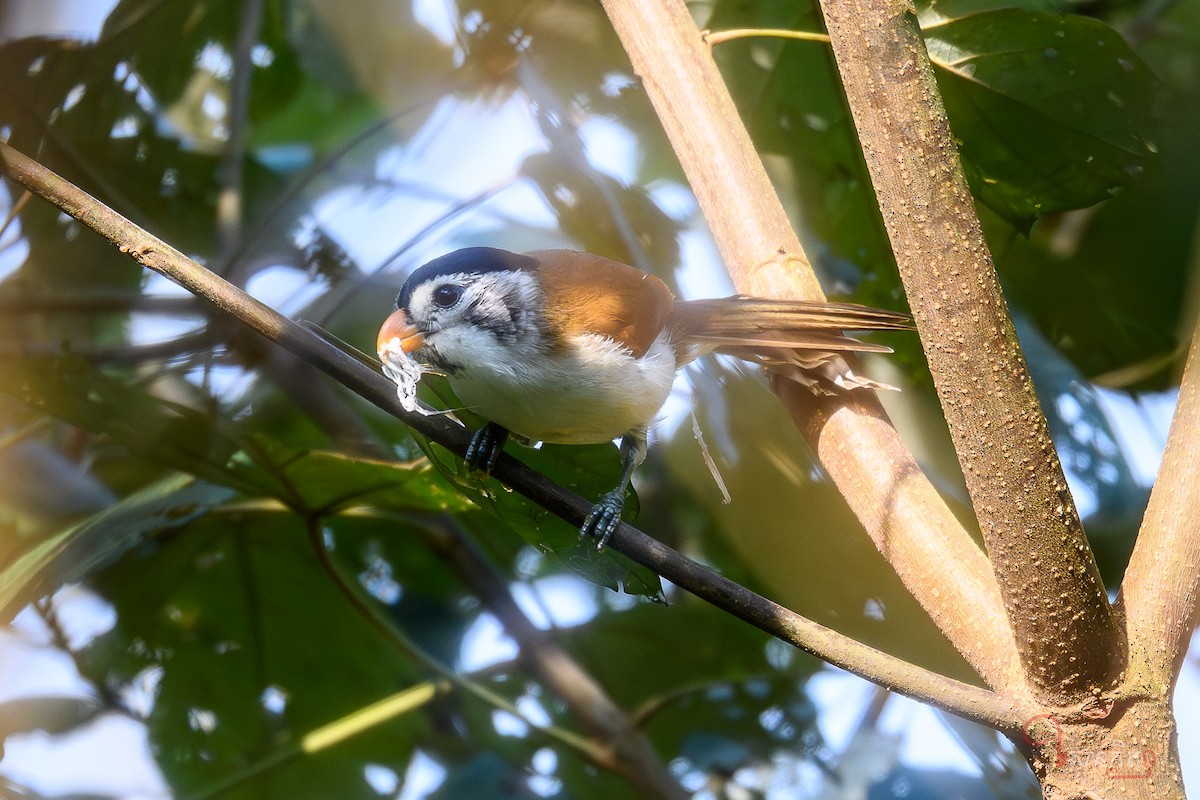 Black-headed Parrotbill - ML641228642