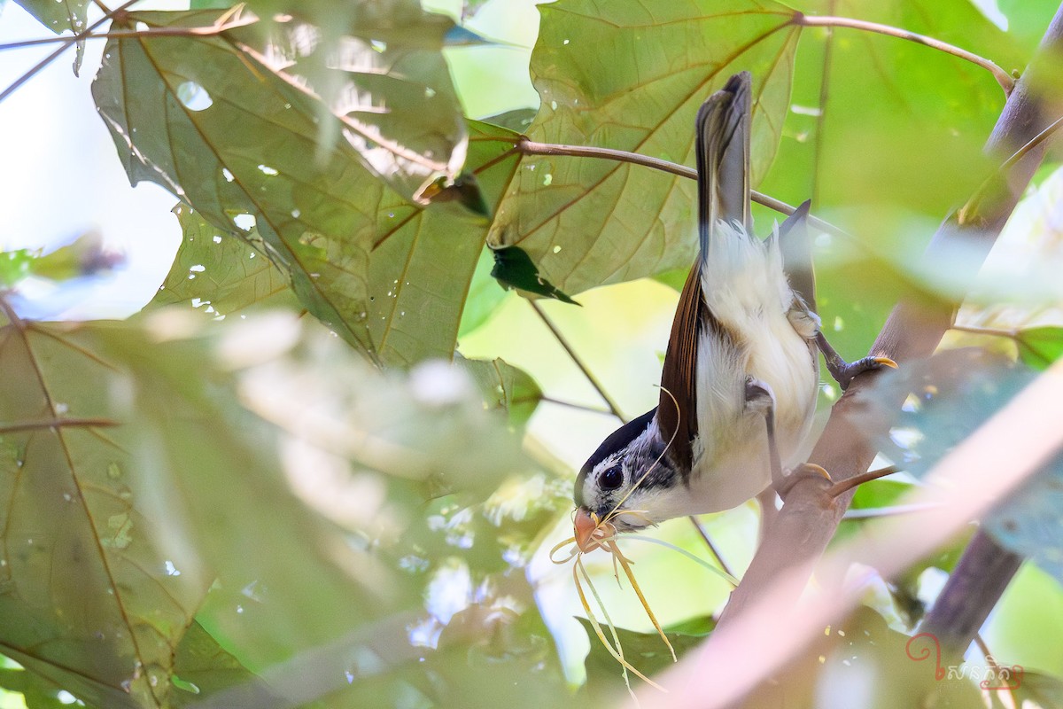 Black-headed Parrotbill - ML641228643
