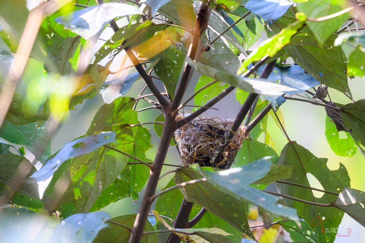 Black-headed Parrotbill - ML641228644