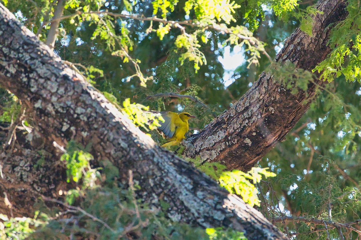 African Golden Oriole - ML641228645