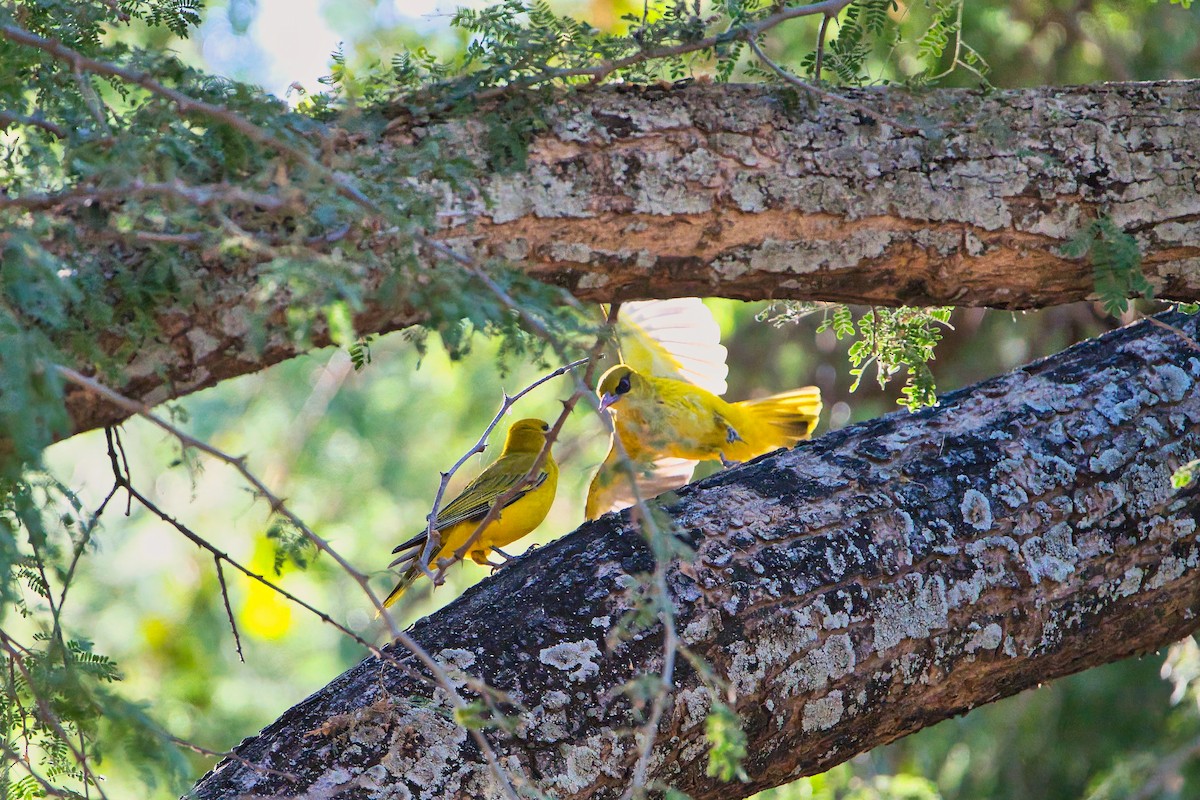 African Golden Oriole - ML641228647
